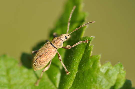 Image of Phyllobius (Dieletus) argentatus Linnaeus 1758