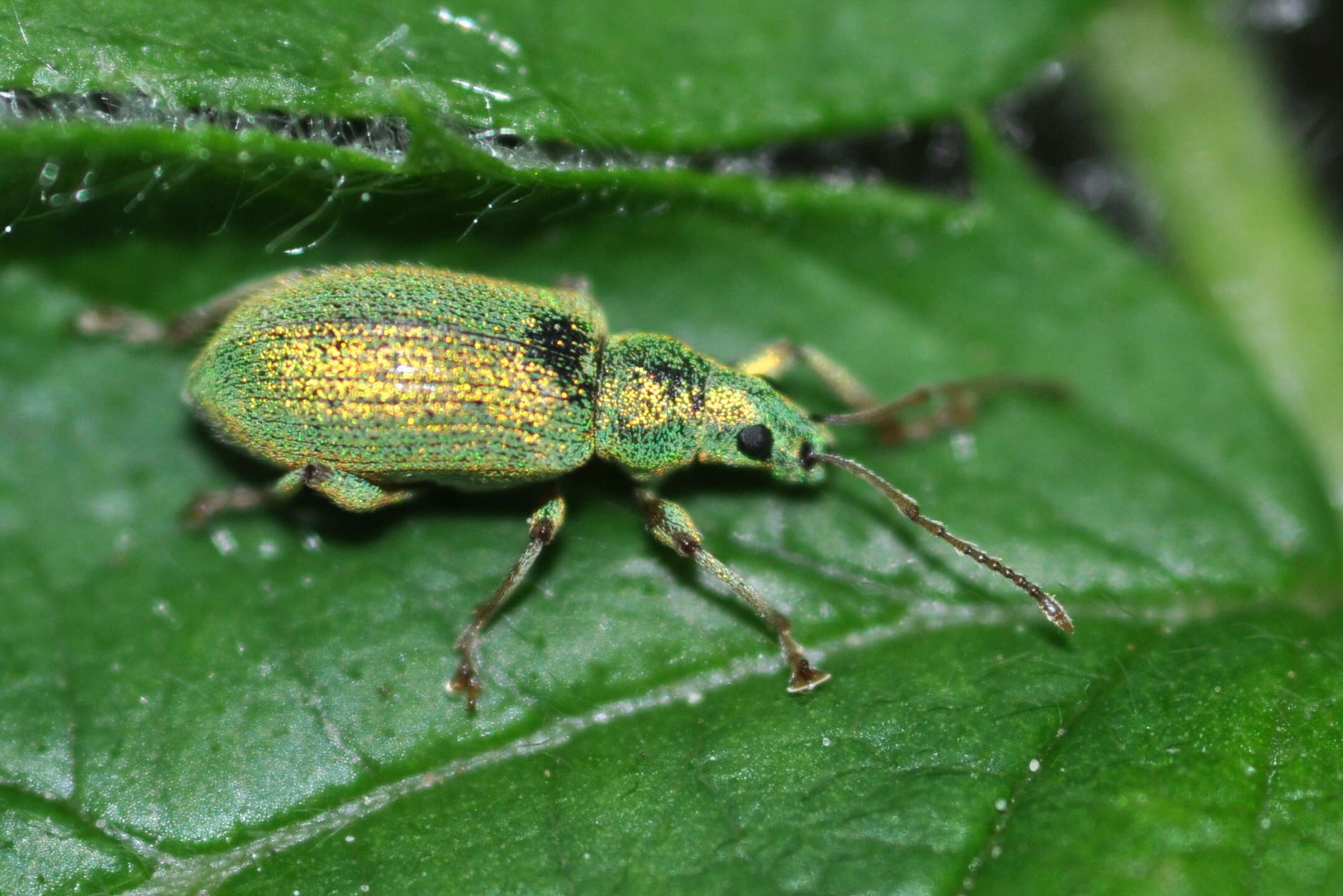 Plancia ëd Phyllobius (Dieletus) argentatus Linnaeus 1758