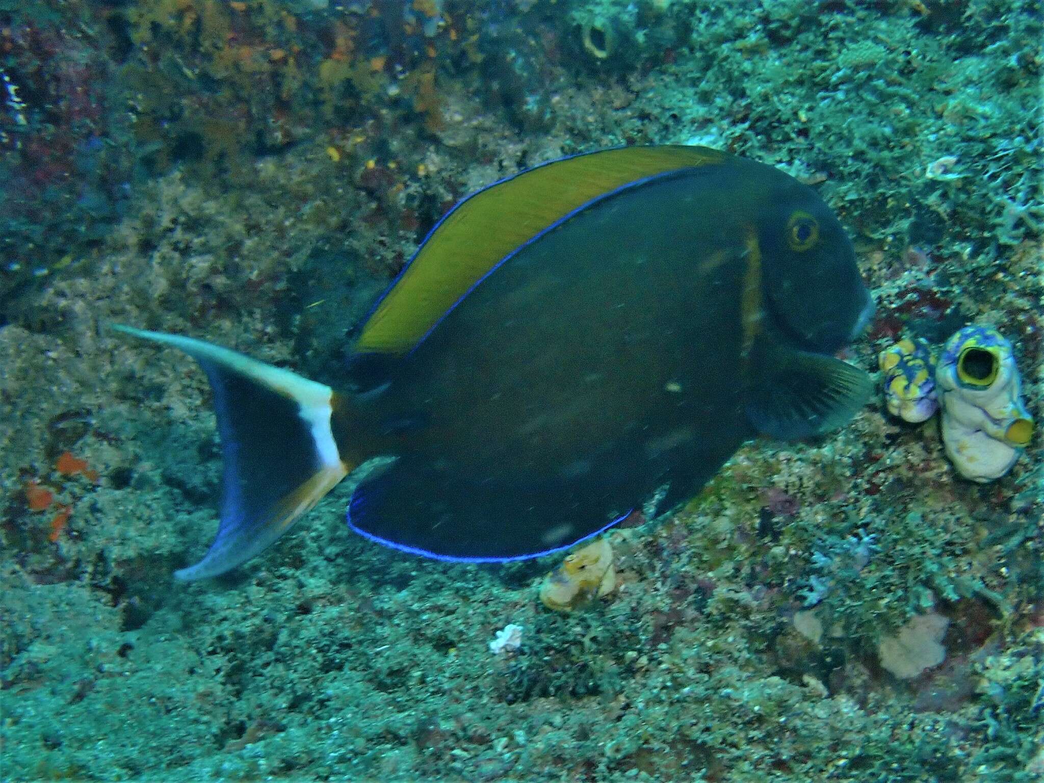 Image of Blackspot surgeonfish