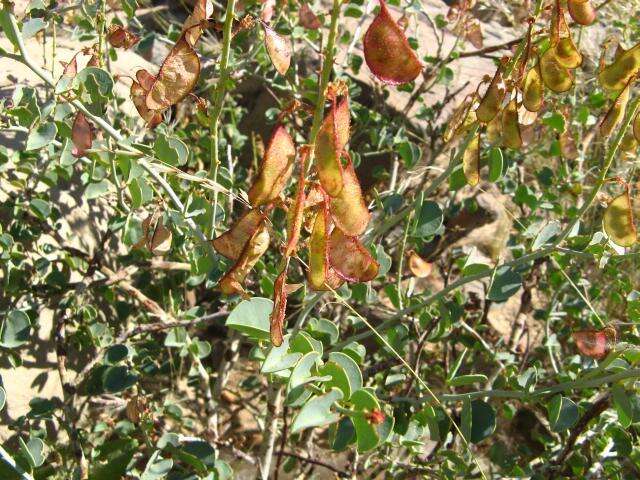 Image of Adenolobus pechuelii subsp. pechuelii