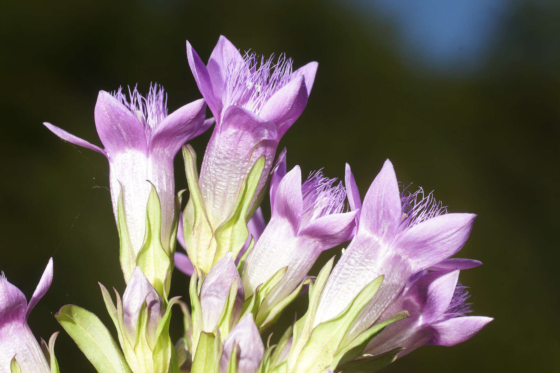 Imagem de Gentianella germanica (Willd.) E. F. Warburg