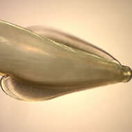 Image of feline roundworm