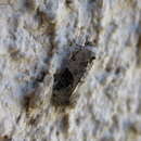 Image of Chileulia stalactitis Meyrick 1931