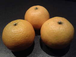 Image of Citrus × clementina