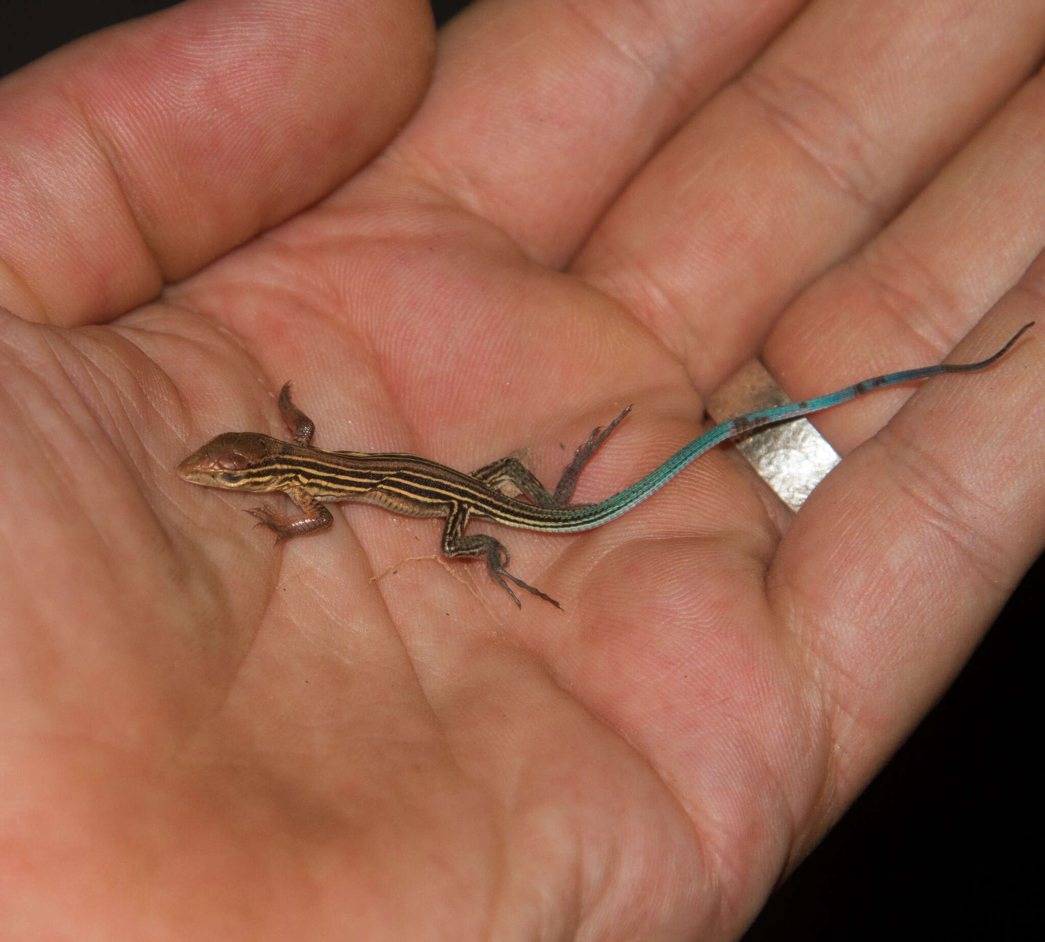 Image of Six-lined Racerunner