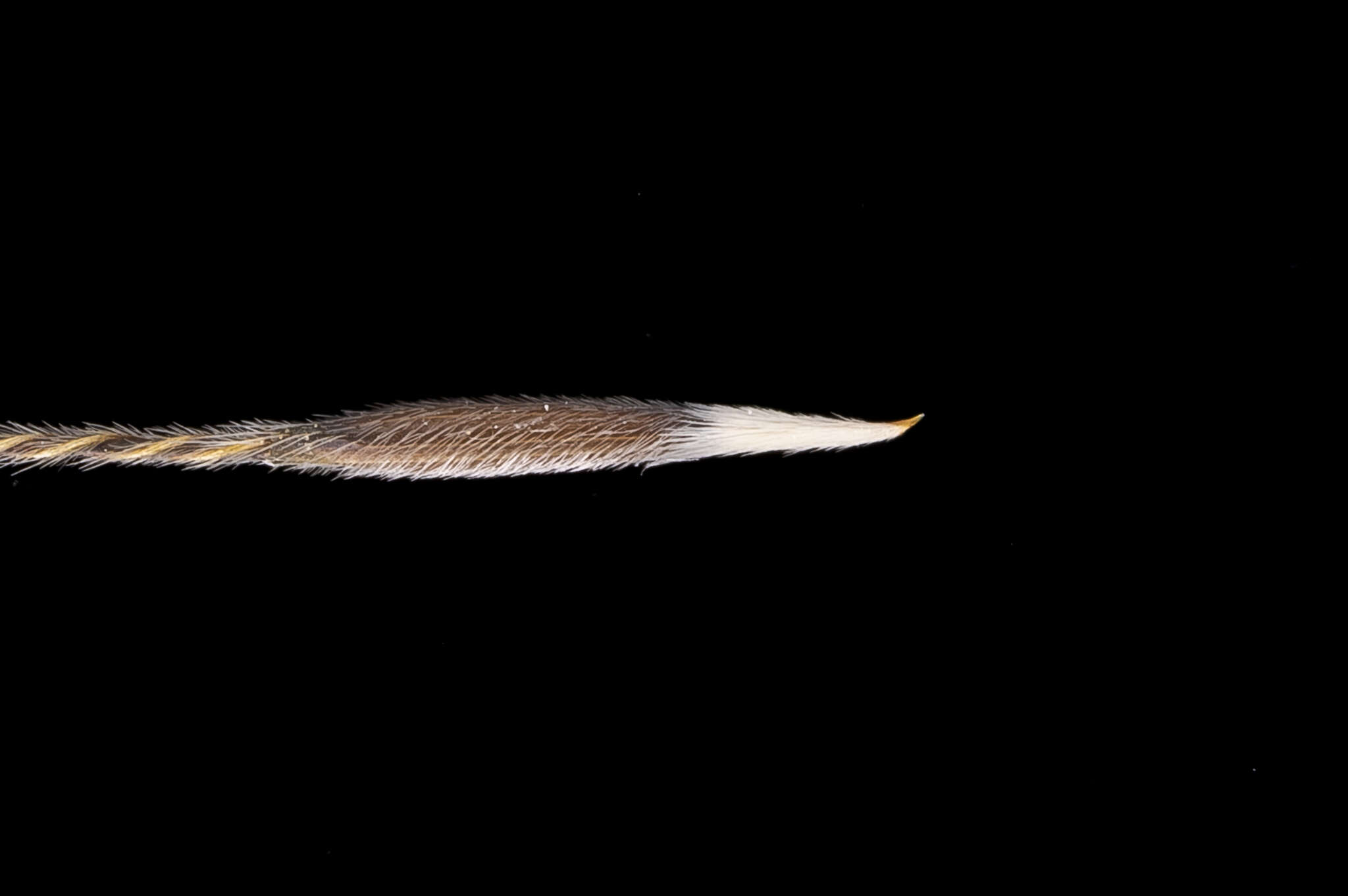 Image of Austrostipa nitida (Summerh. & C. E. Hubb.) S. W. L. Jacobs & J. Everett