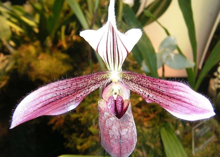 Image of Purple Paphiopedilum