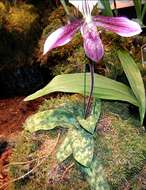 Image of Purple Paphiopedilum