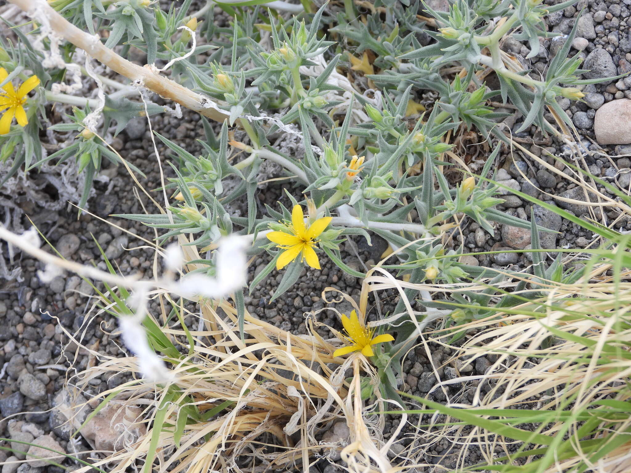 Image of Torrey's blazingstar