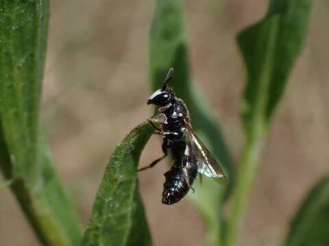 Image of Hylaeus nigritus (Fabricius 1798)