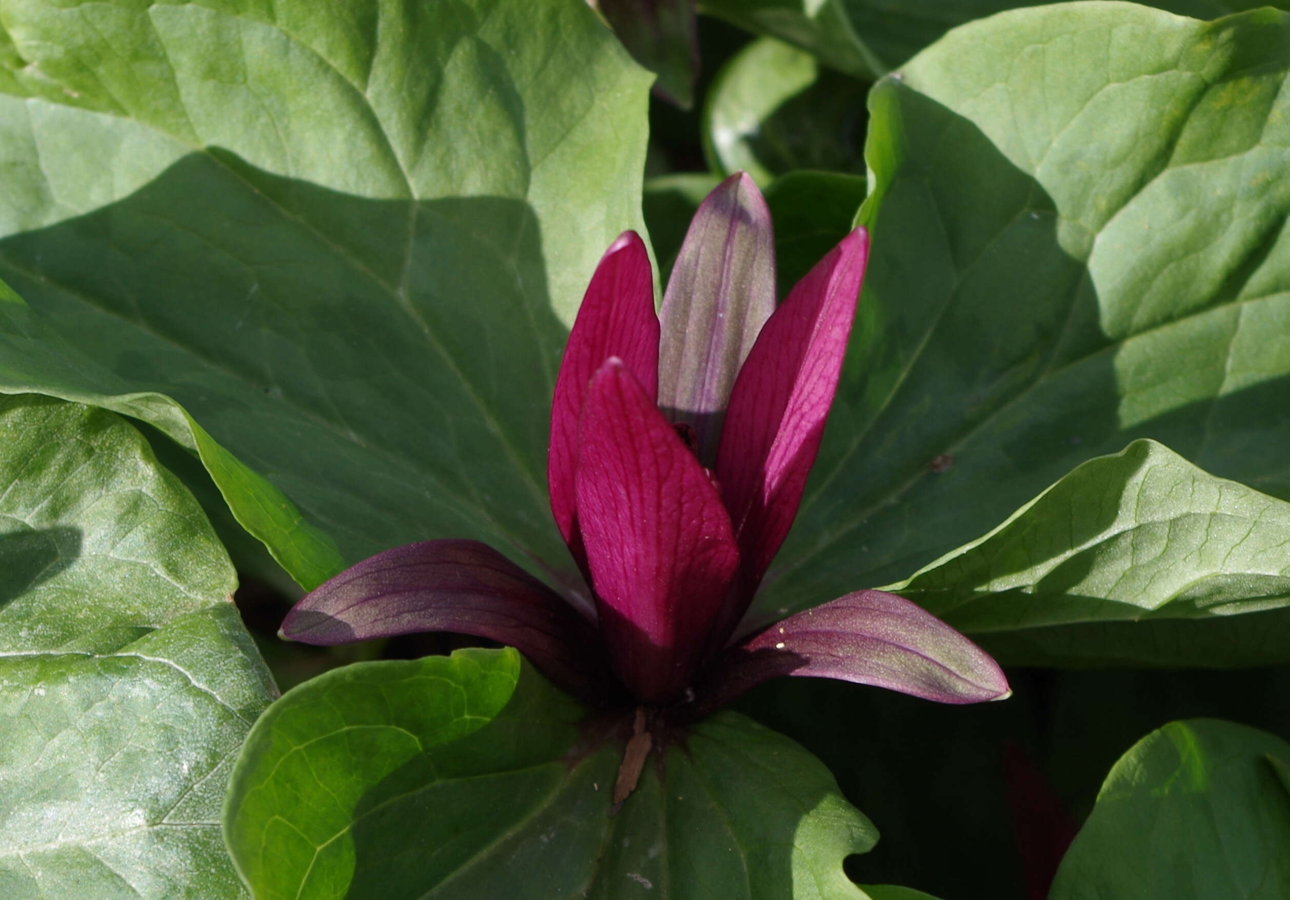 Imagem de Trillium chloropetalum (Torr.) Howell