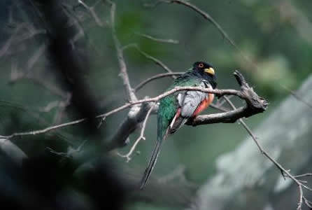 Imagem de Trogon elegans Gould 1834