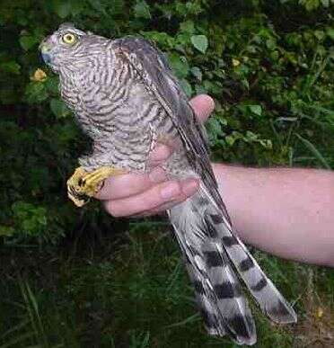 Image of Eurasian Sparrowhawk