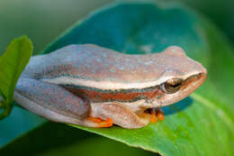 Image of Arum lily frog