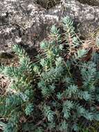 Image of Petrosedum Grulich