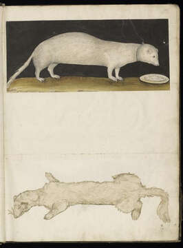 Image of domestic ferret