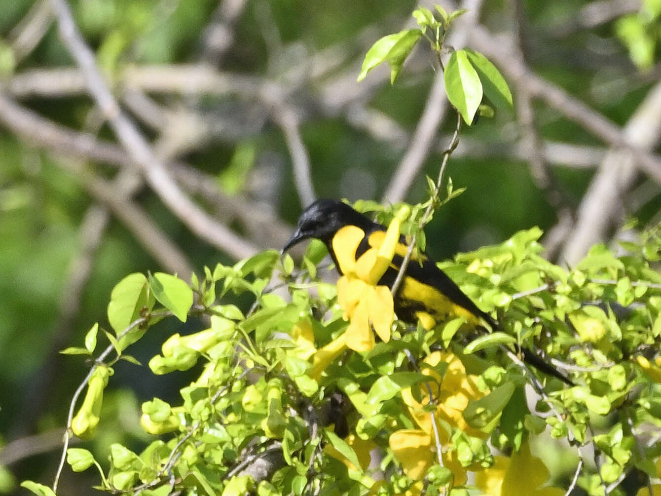 Image of Hispaniolan Oriole