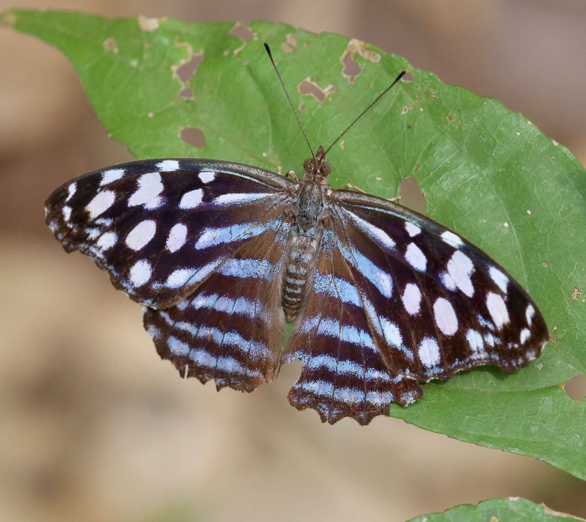 Image of Myscelia leucocyana Felder 1861