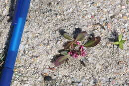 Image of Puritan Smartweed