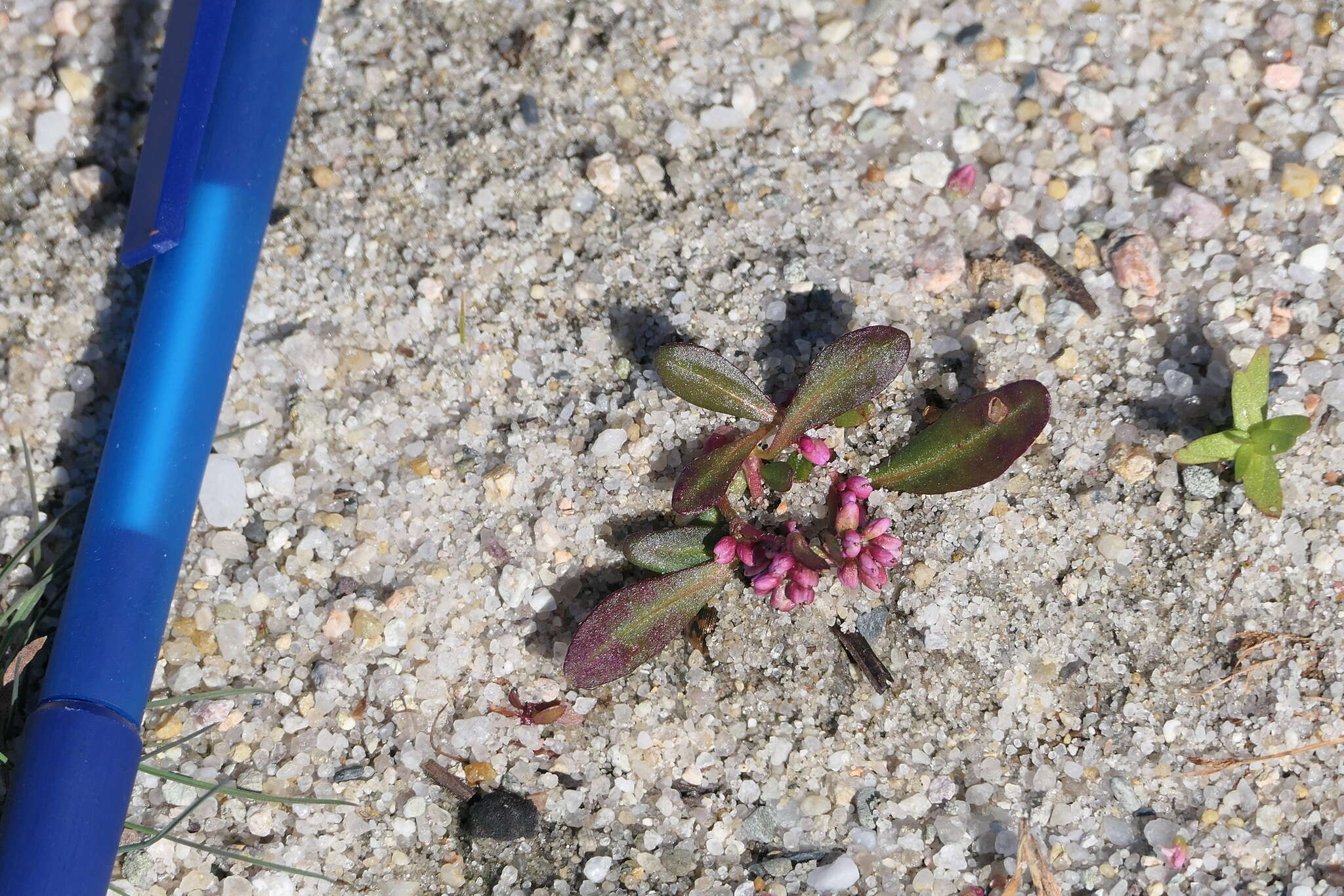 Слика од Persicaria maculosa subsp. maculosa