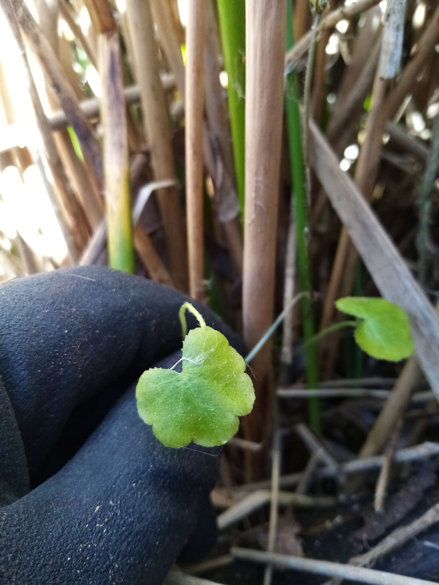 Image of Hydrocotyle novae-zeelandiae DC.