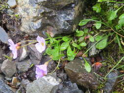 Claytonia sarmentosa C. A. Mey. resmi