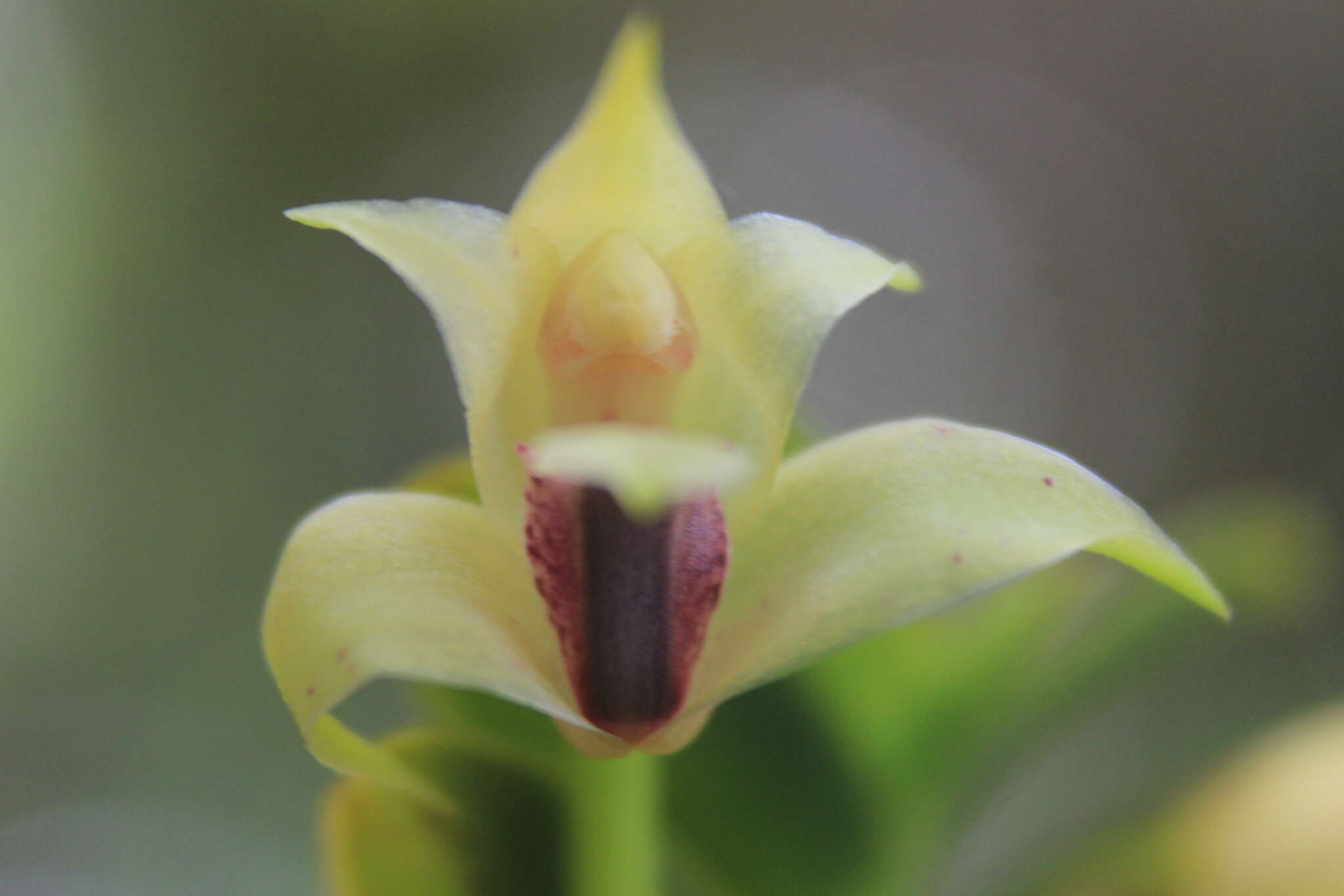 Image of Maxillaria equitans (Schltr.) Garay