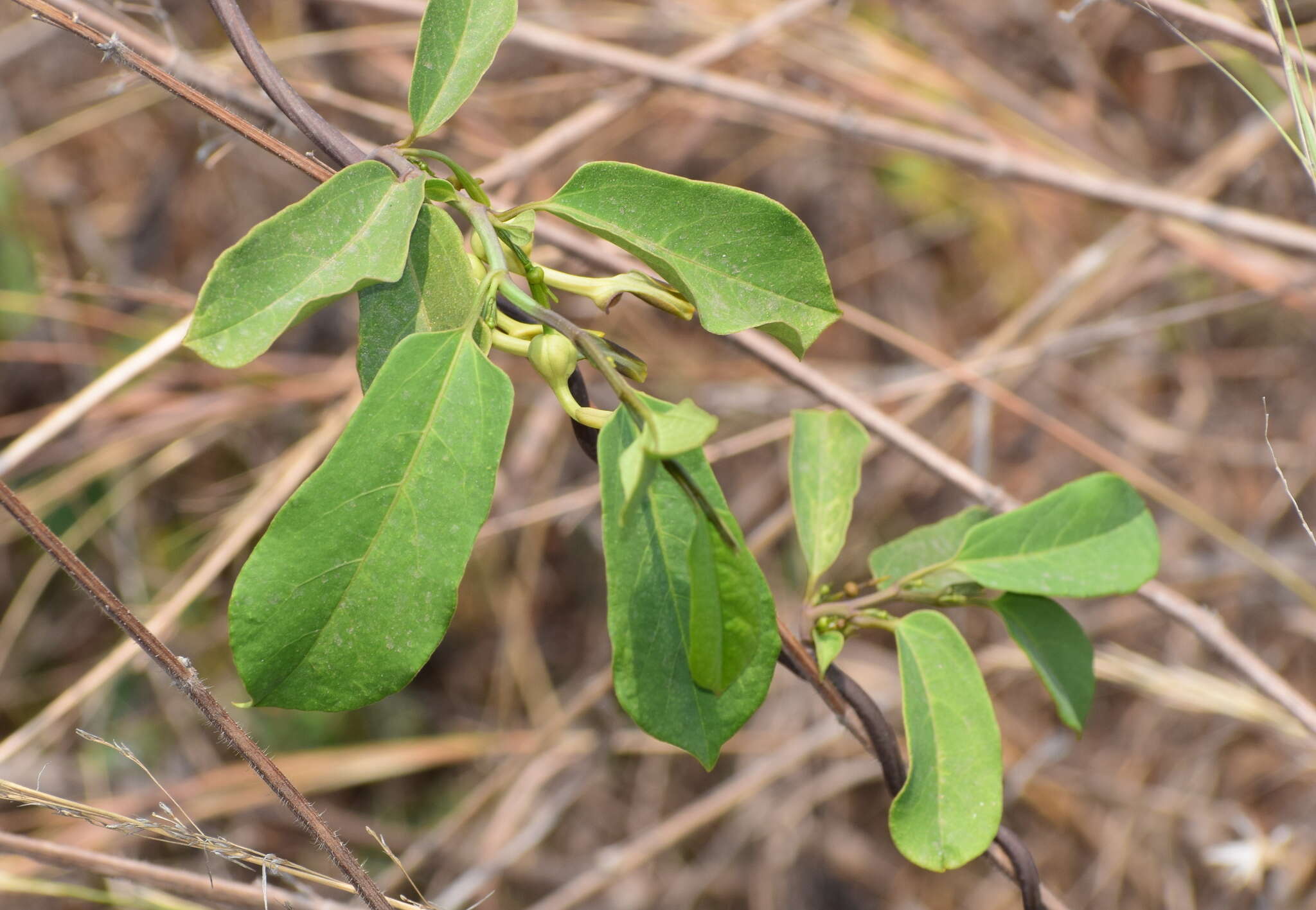 Image of Aristolochia indica L.