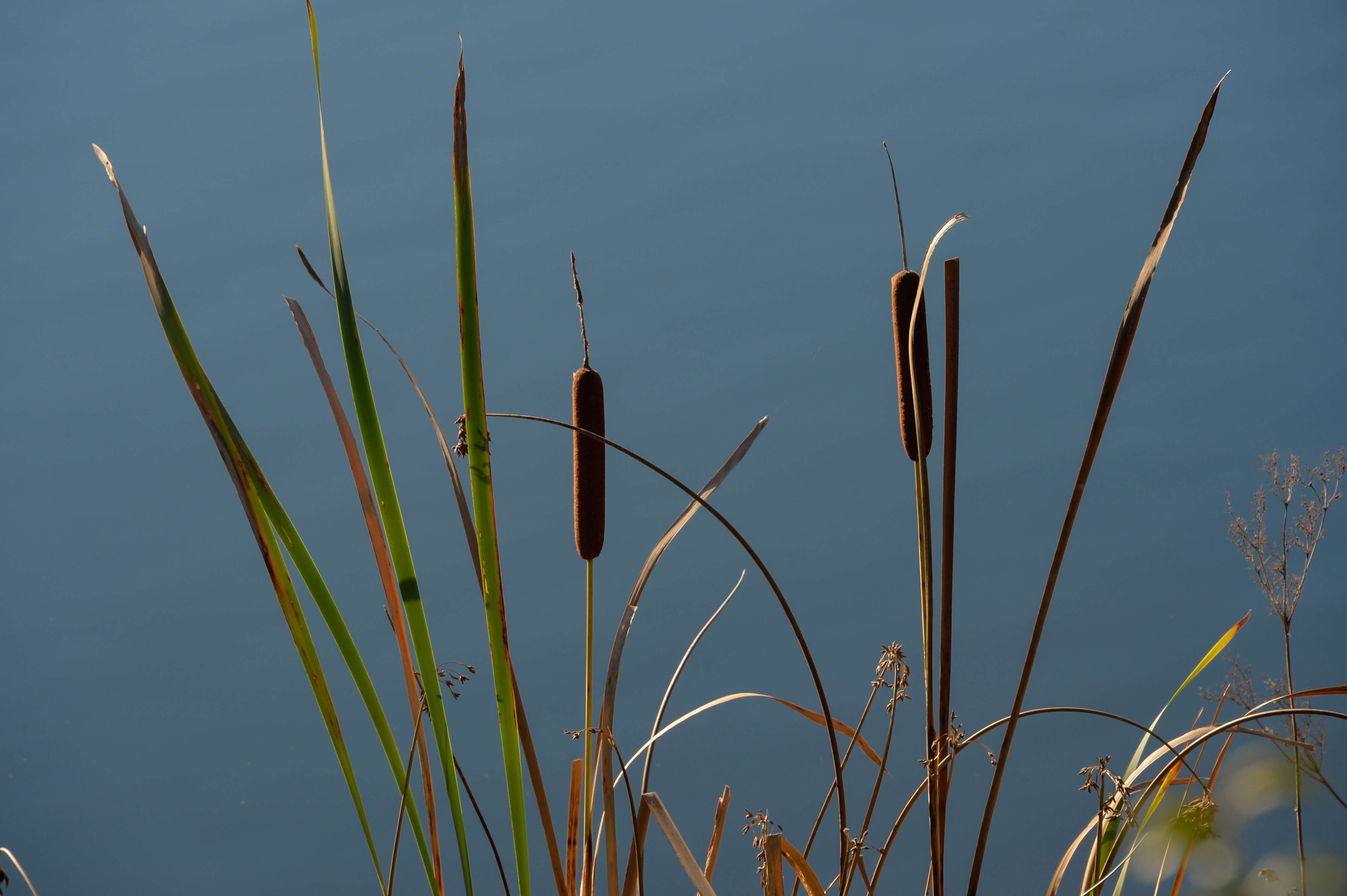 Image of Lesser Bulrush