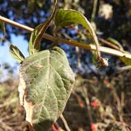 Anisacanthus pumilus (F. G. Dietr.) Nees resmi