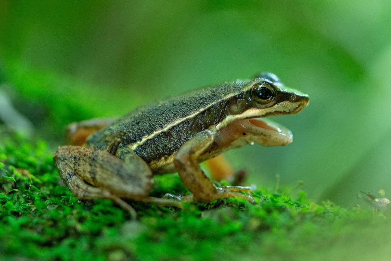 Image of Hylodes caete Malagoli, de Sá, Canedo & Haddad 2017