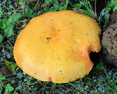 Image of Suillus grevillei (Klotzsch) Singer 1945