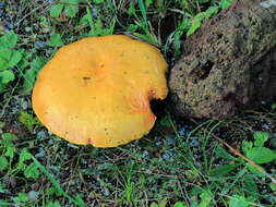 Image of Suillus grevillei (Klotzsch) Singer 1945