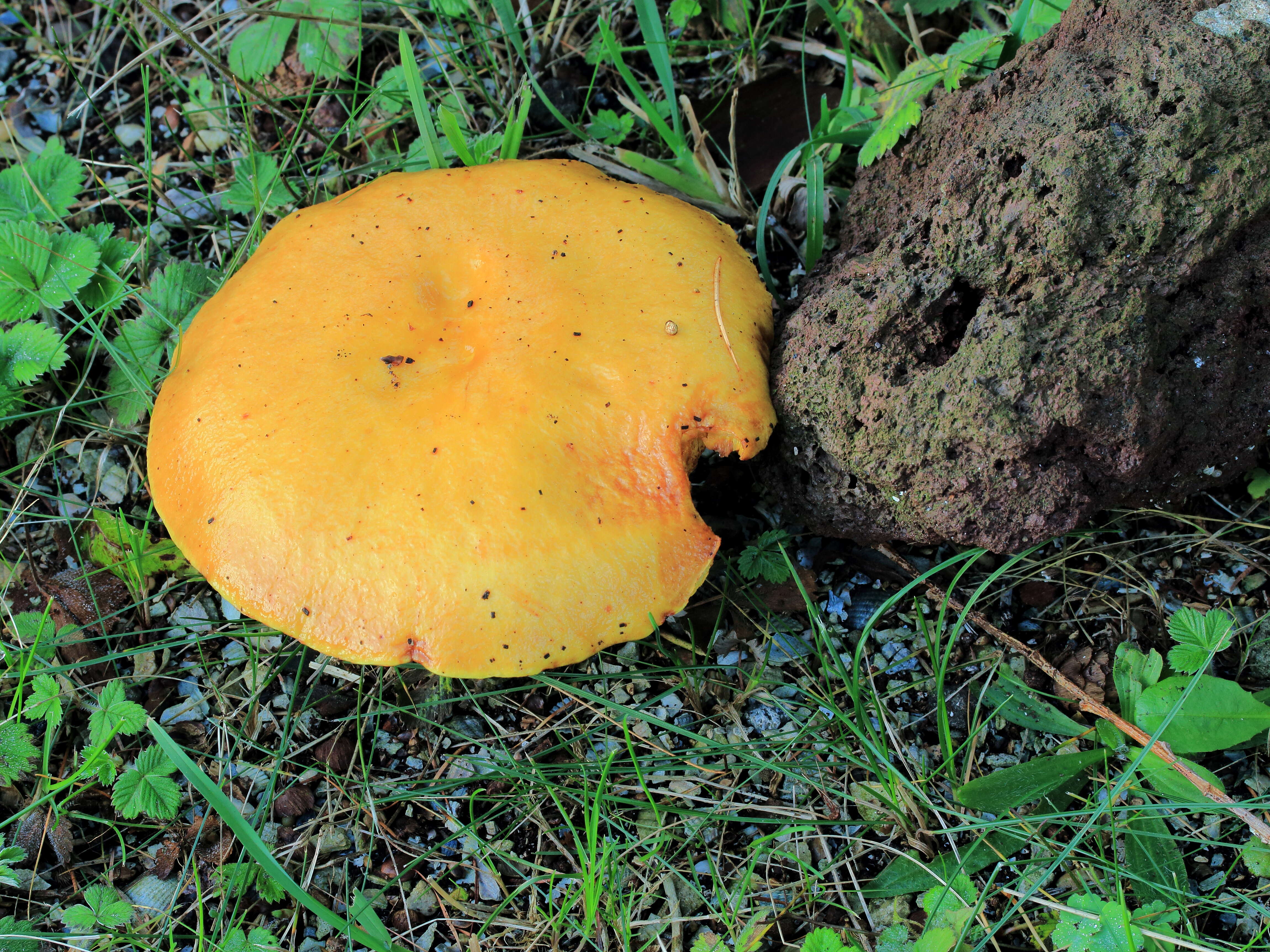 Image of Suillus grevillei (Klotzsch) Singer 1945