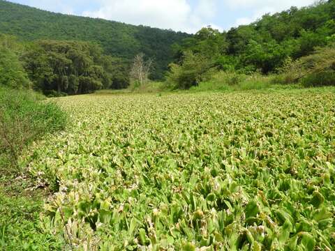 Image of pistia