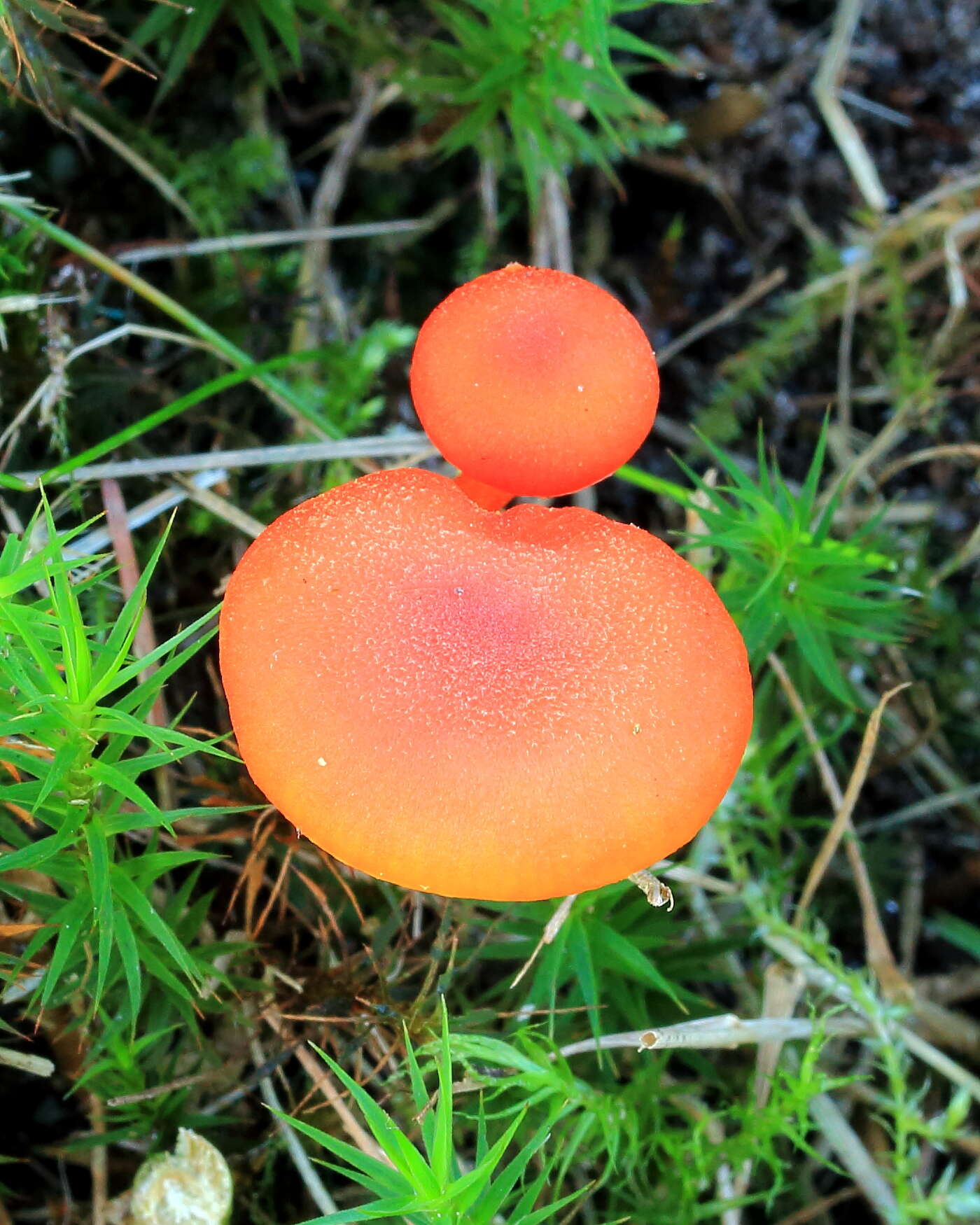 Image of Hygrocybe miniata (Fr.) P. Kumm. 1871