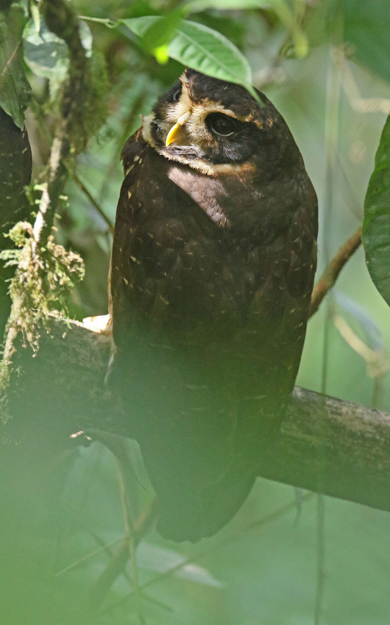 Image of Band-bellied Owl