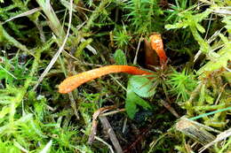 Image of Cordyceps militaris (L.) Fr. 1818