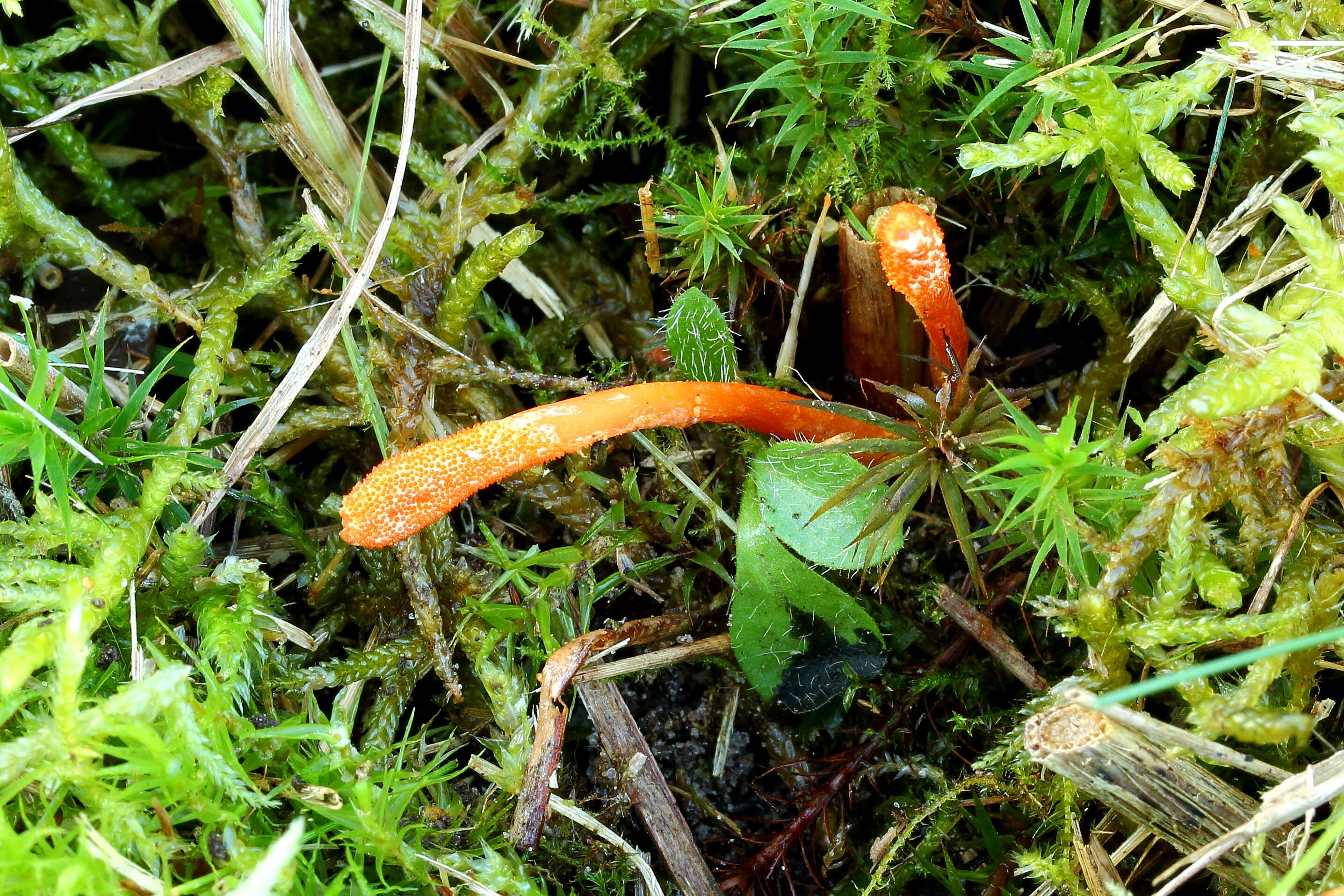 Plancia ëd Cordyceps militaris (L.) Fr. 1818