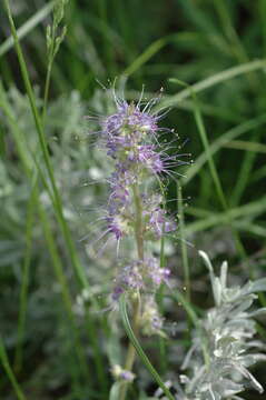 Image of silky phacelia