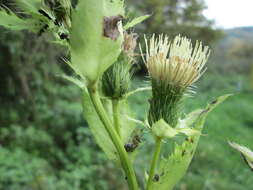 Image of Cabbage Thistle