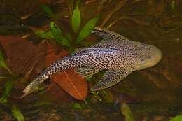 Image of Amazon sailfin catfish