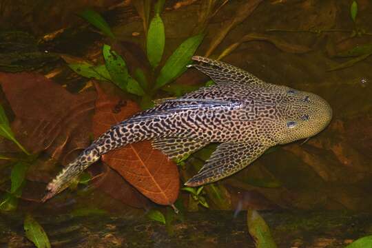 Image of Amazon sailfin catfish