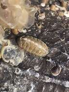 Image of Chiton