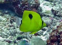 Image of Indian Teardrop Butterflyfish