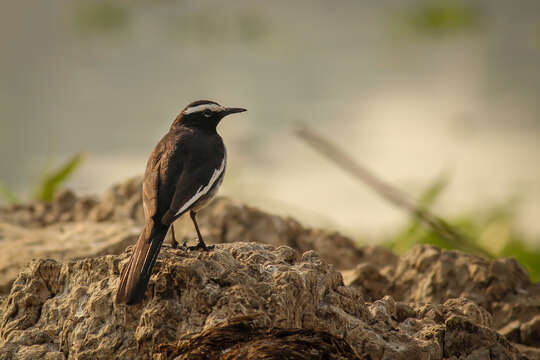 Image of White-browed Wagtail