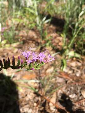 صورة Liatris pauciflora var. secunda (Ell.) D. B. Ward