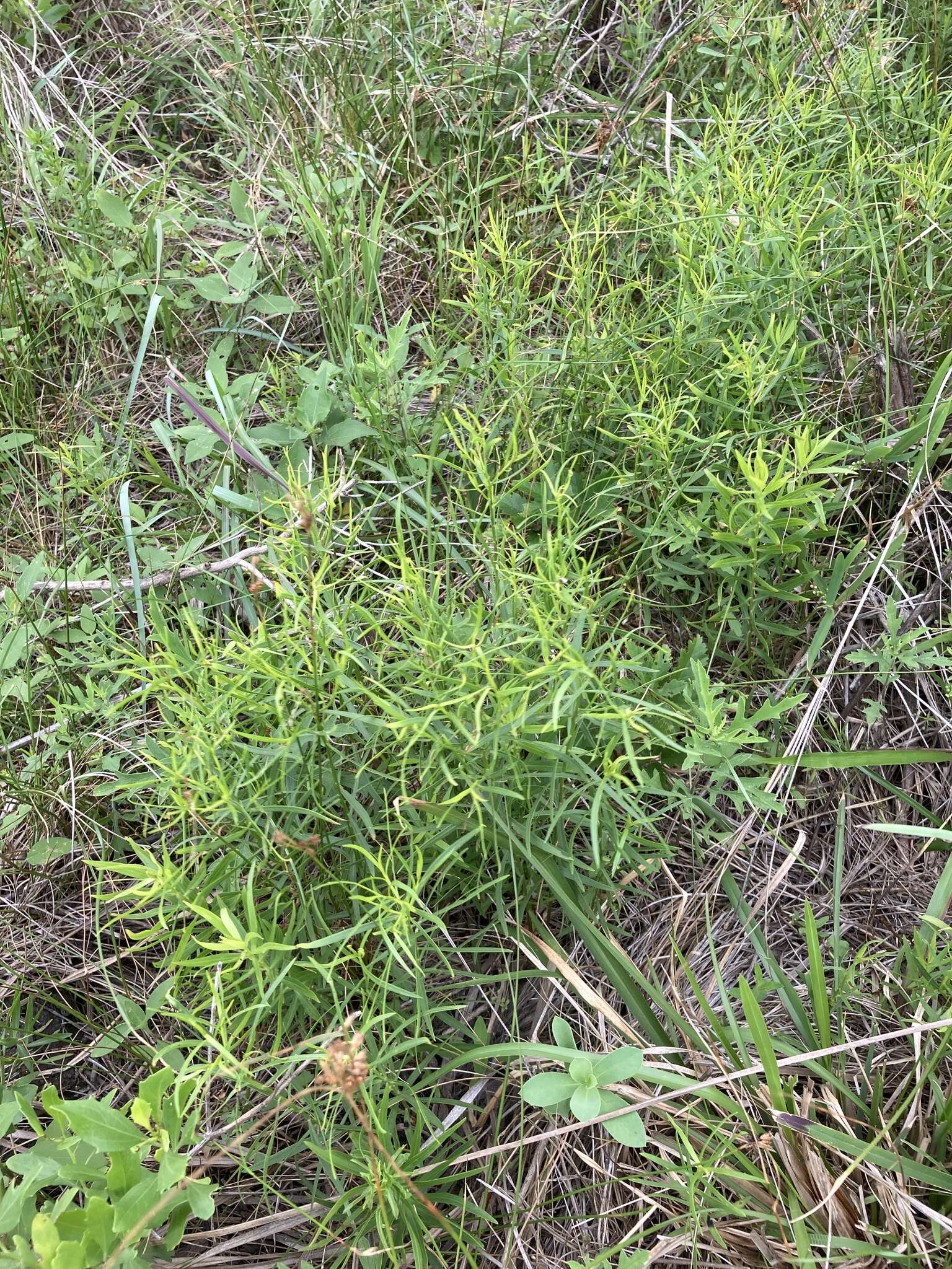 Image of Texas goldentop