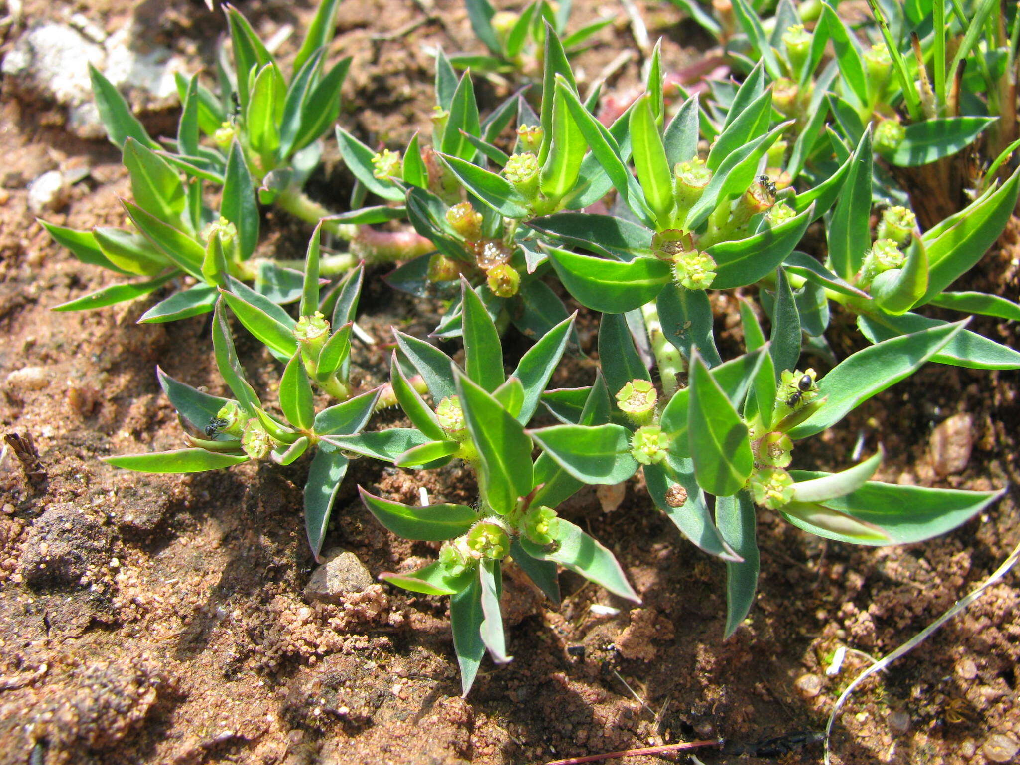 Image of Euphorbia gueinzii Boiss.