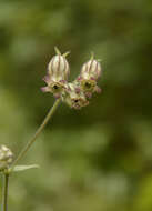 Imagem de Silene indica Roxb.